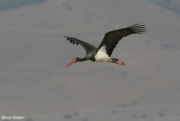  חסידה שחורה  Black Stork Ciconia nigra                              עמק בית שאן,ספטמבר 2007.